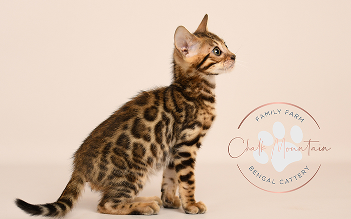 Bengal kitten for sale